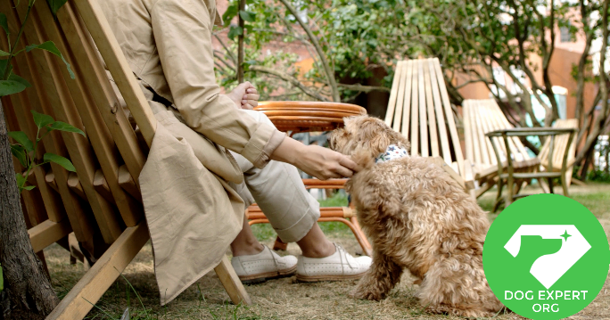 EXPERT DOG TIPS COM intelligence overview